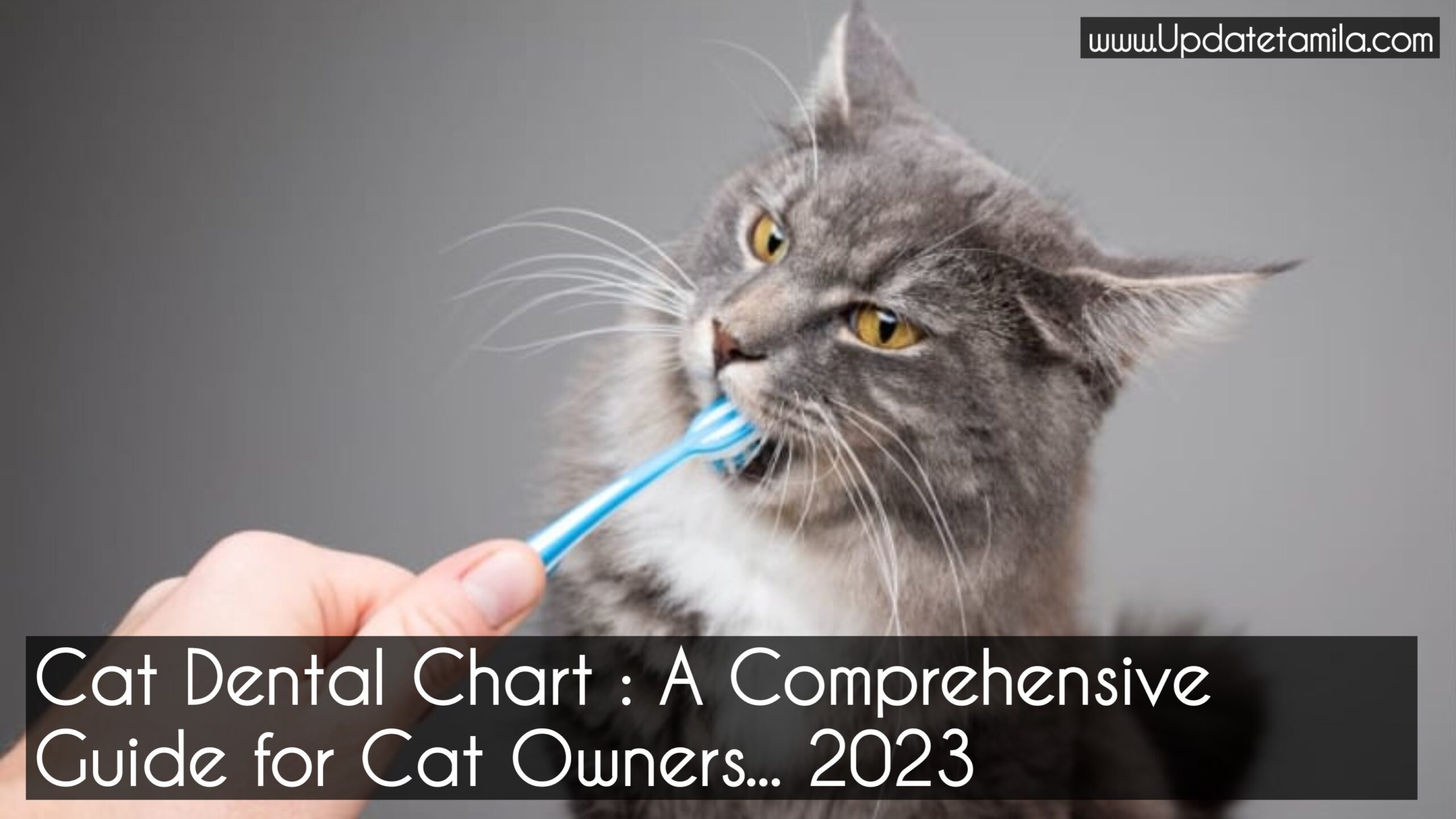 Cat Dental Chart : A Comprehensive Guide for Cat Owners...2023