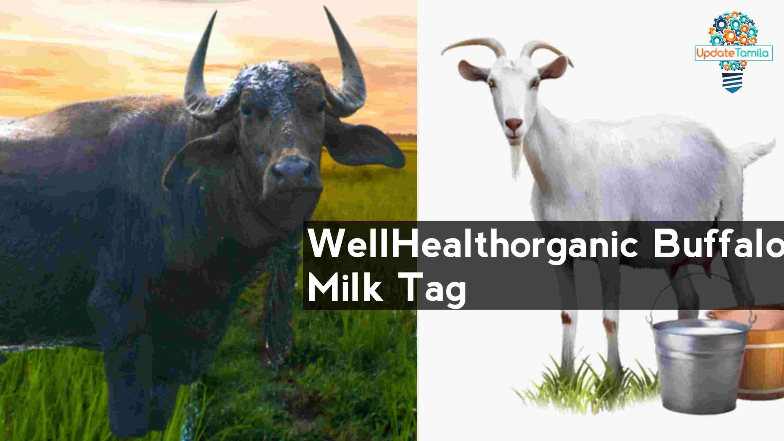 Buffalo Milk vs. Goat Milk: A Head-to-Head Comparison