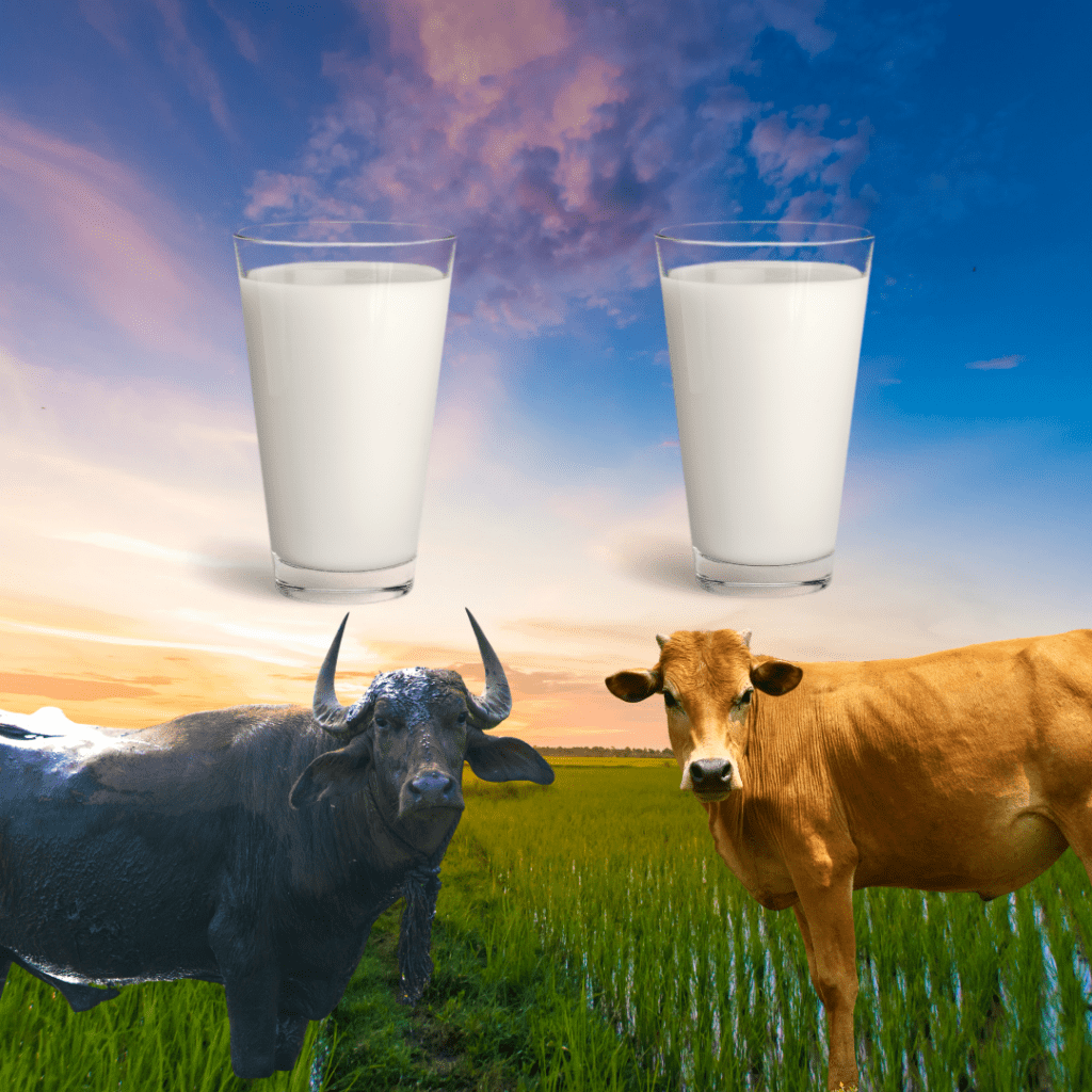 Buffalo Milk vs. Cow Milk: A Comparative Analysis